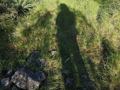 Scolopendra cingulata