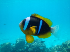 Amphiprion allardi