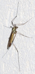 Nephrotoma appendiculata