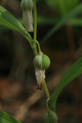 Polygonatum humile