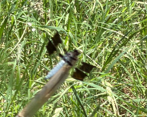 Common Whitetail