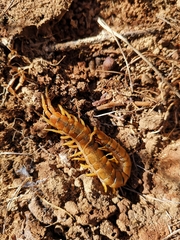 Scolopendra cingulata