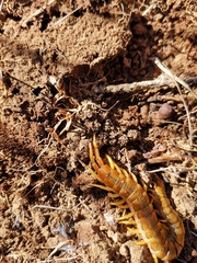Scolopendra cingulata