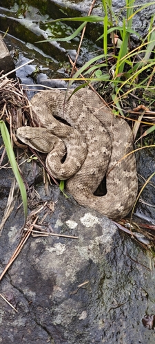 Gloydius changdaoensis