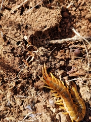 Scolopendra cingulata