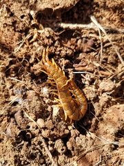 Scolopendra cingulata