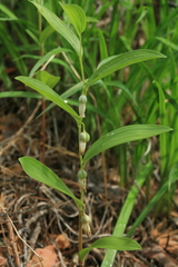 Polygonatum humile