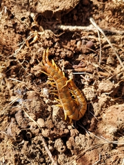 Scolopendra cingulata