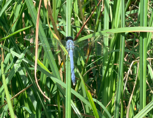 Eastern Pondhawk