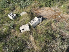 Scolopendra cingulata