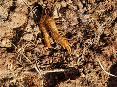Scolopendra cingulata
