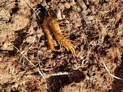 Scolopendra cingulata