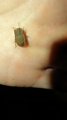 Mitua tuberculicostata