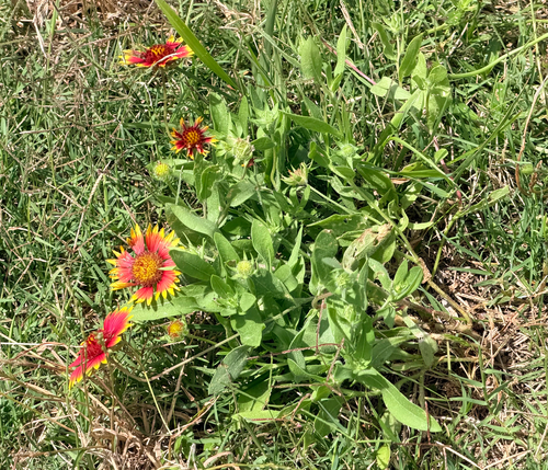 Gaillardia
