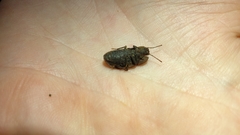 Mitua tuberculicostata