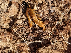 Scolopendra cingulata