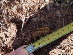 Scolopendra cingulata