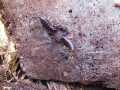 Euscorpius