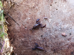 Euscorpius