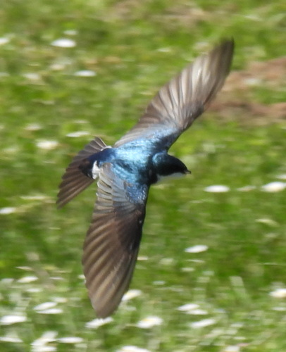 Tree Swallow