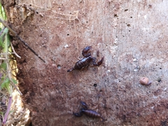 Euscorpius