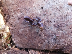 Euscorpius