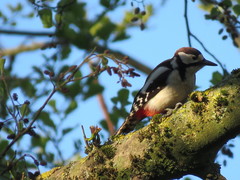Dendrocopos major