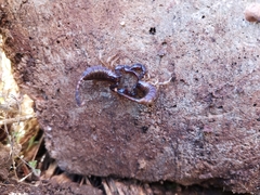 Euscorpius