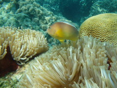 Amphiprion akallopisos