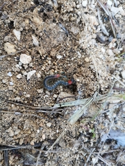 Scolopendra cingulata