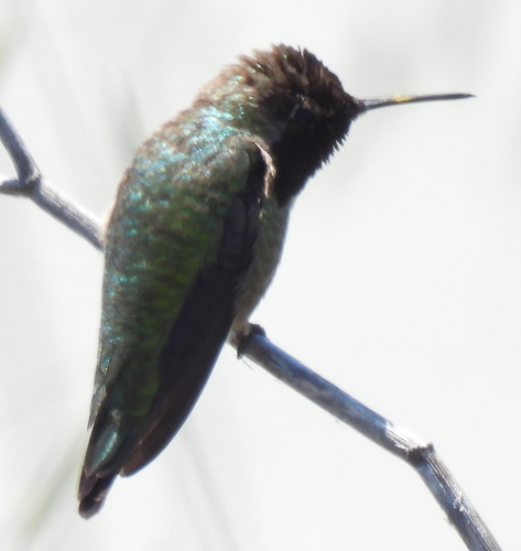 Anna's Hummingbird