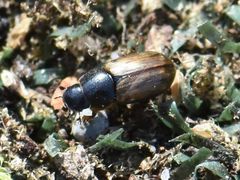 Melinopterus
