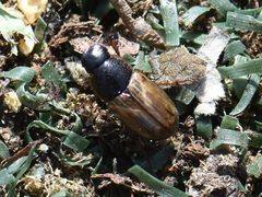 Melinopterus