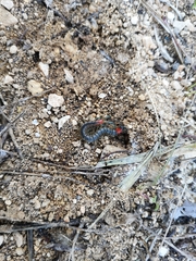 Scolopendra cingulata