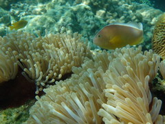 Amphiprion akallopisos