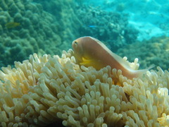 Amphiprion akallopisos
