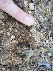 Scolopendra cingulata