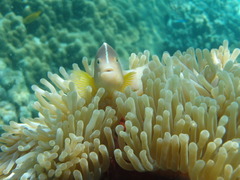 Amphiprion akallopisos