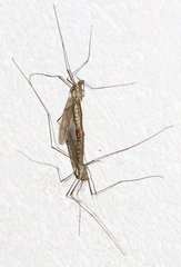 Nephrotoma appendiculata