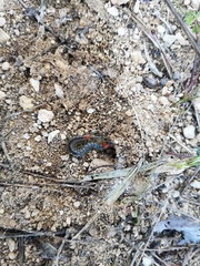 Scolopendra cingulata