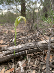 Pterostylis ampliata