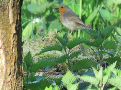 Erithacus rubecula