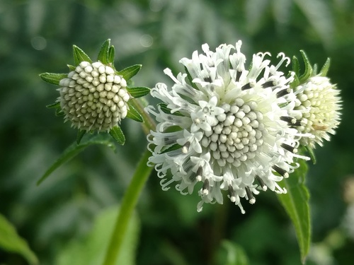 Melanthera nivea image