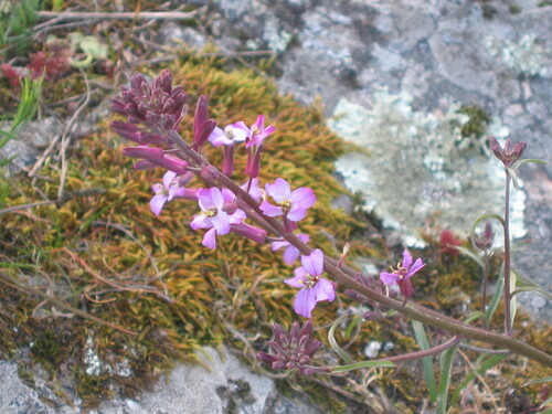 Erysimum linifolium iNat (1)