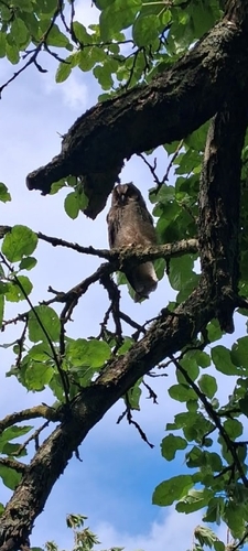 Long-eared Owl