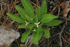 Viola gmeliniana
