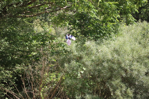 Eurasian Magpie