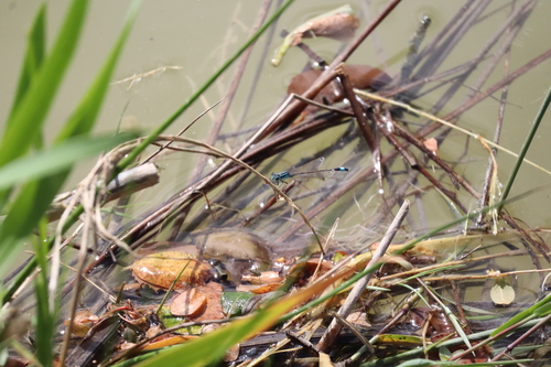 Blue-tailed Damselfly