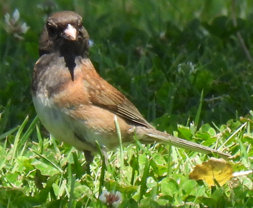 Dark-eyed Junco
