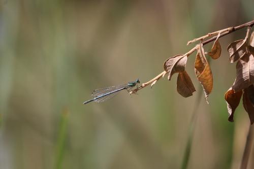Blue Featherleg